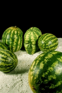 Melon head - Stotter web